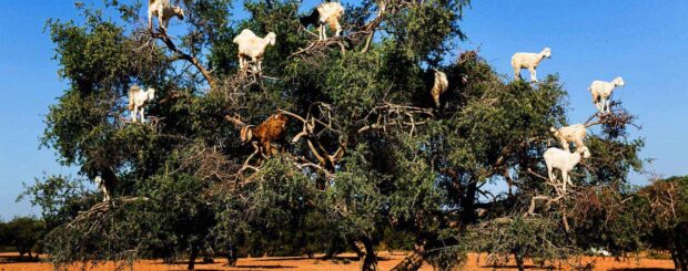 Goats on the tree Essaouira