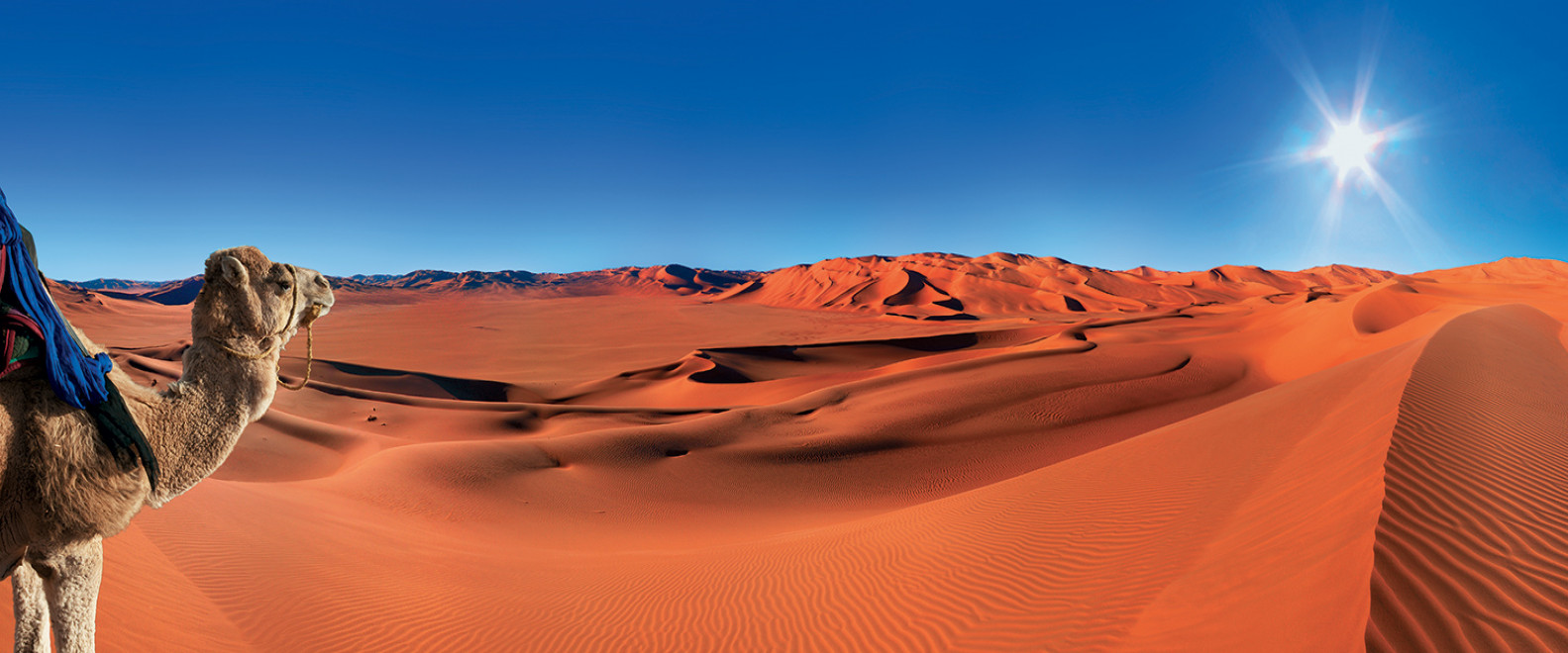 Tourists camel trekking in the Merzouga Desert under the clear blue sky.